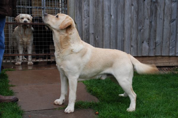 Warringah's Gundaroo "Gunna" (Kariba and Maisie's Father)