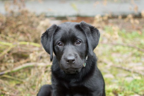 Isla our pup from Fenway Brock