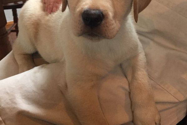 "Gilligan" Parbuckle Viking Meadows aged 8 Weeks