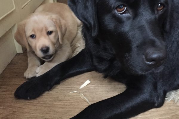 "Ottie" Parbuckle Black Cherry with her daughter, "Maisie" (Parbuckle Harbour Grace)