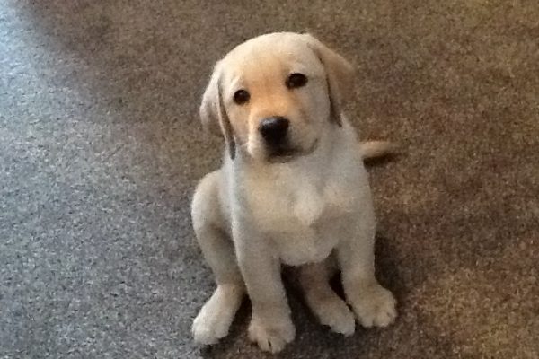 "Lewis" Parbuckle Caribou Run) Yellow Labrador Dog aged 8 weeks