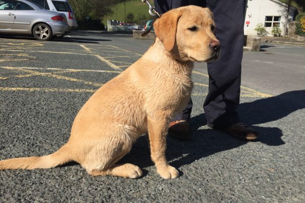 Golden-yellow Labrador