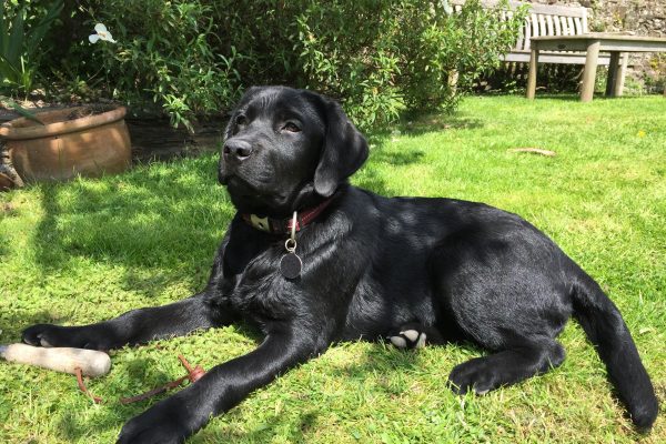 Parbuckle Otterbury (Kariba)