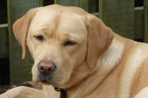 Yellow Labrador Head