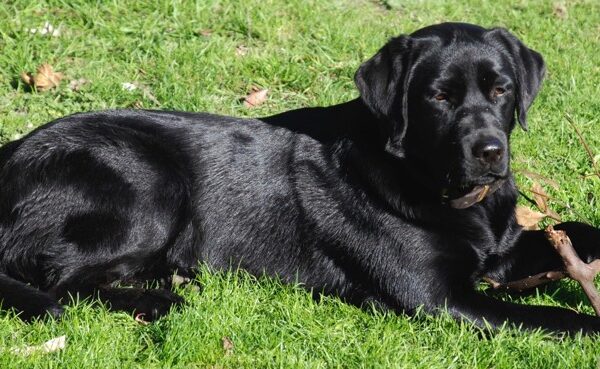 Parbuckle Black Cherry