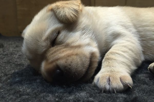 Yellow Dog Pup 13/01/15