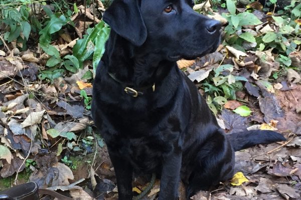 Black Labrador Devon