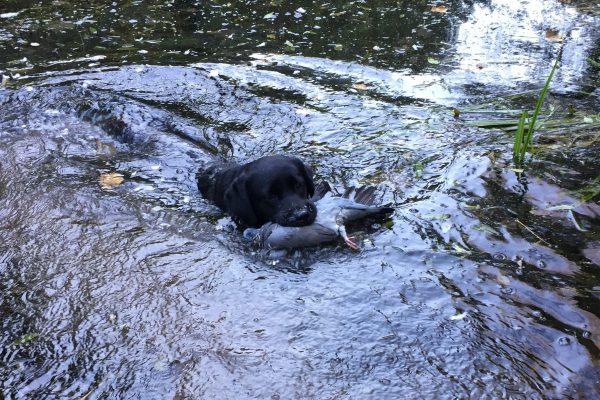 Water retrieve pigeon