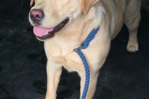 10 month Yellow Labrador