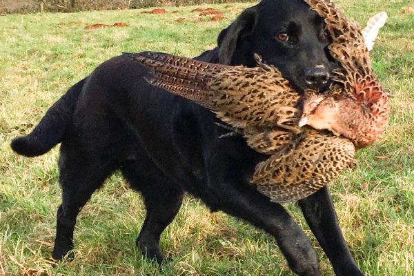 Ottie carries a fine retrieve