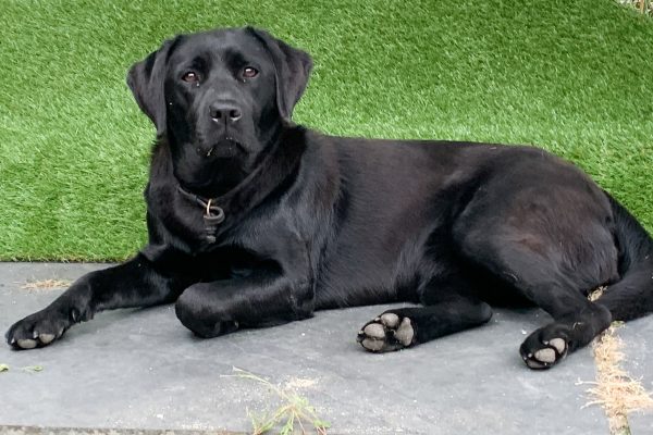 Parbuckle Whiskey Moon