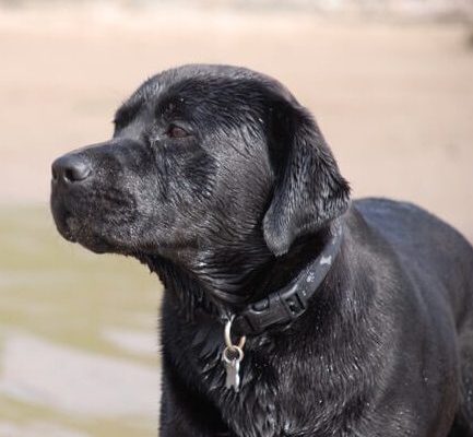 Parbuckle Blue Spruce